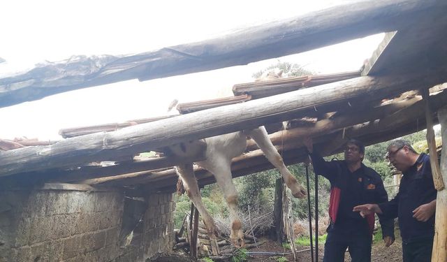 Manisa Salihli'de çatıya çıkan inek mahsur kaldı