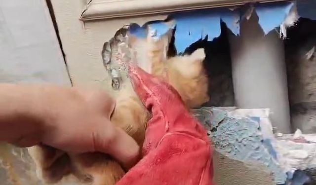 Bursa’da itfaiye ekipleri duvar içerisinde sıkışan yavru kediyi kurtardı