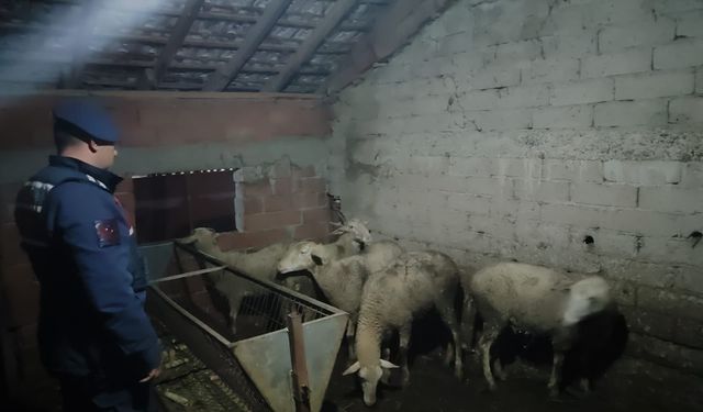 Bursa İznik'te çalınan koyunlar Yenişehir'de çıktı
