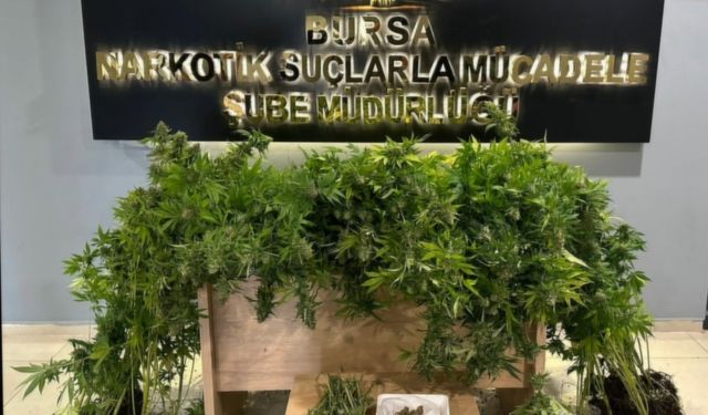 Bursa’da 75 kök Hint keneviri ele geçirildi! 1 gözaltı