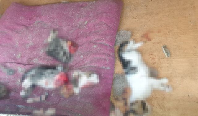 Ankara Etimesgut ilçesinde kafası ve patileri koparılmış ölü yavru kediler bulundu
