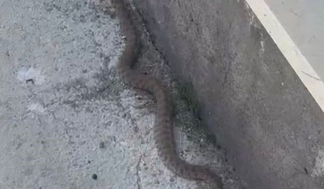 Isırığı bir insanı öldürmeye yeten yılan Türkiye'de görüldü
