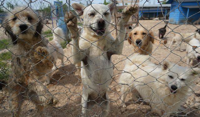 Bursa’da bulunan barınaktaki cins köpekler sahiplendirilmeyi bekliyor