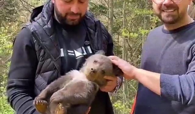 Bursa İnegöl ilçesinde ormandan şehre inen yavru ayı maskot oldu