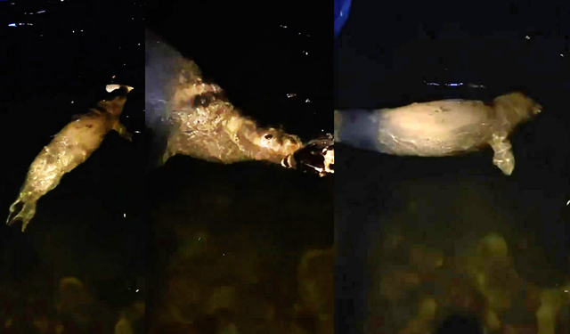 Bursa Mudanya'da denizde fok balığı görüldü