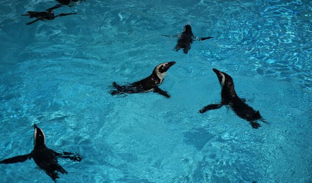 Bursa Hayvanat Bahçesi’nde penguen ailesine 2 yeni yavru katıldı
