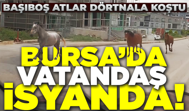 Bursa'da başıboş atlar caddeyi hipodroma çevirdi