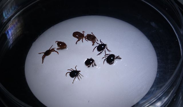 8 kişiye KKKA tanısı konuldu, 1 kişi hayatını kaybetti