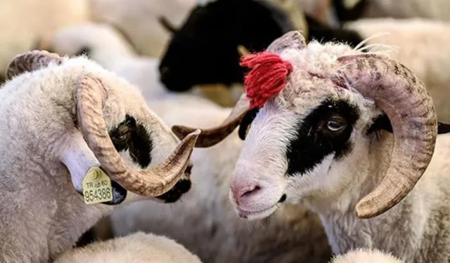 Kurban Bayramı tatilinin süresi netleşti! Bayram tatili uzatıldı mı?