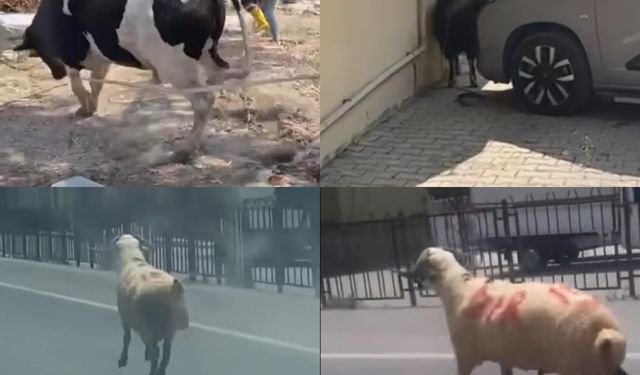 Kurbanlıklar firarda