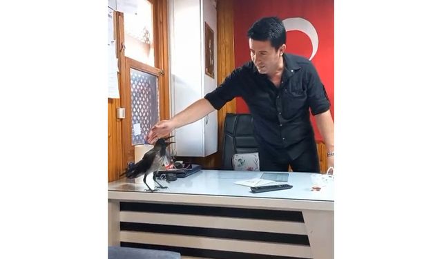Yaralı kargayı Bursalı esnaf kurtardı