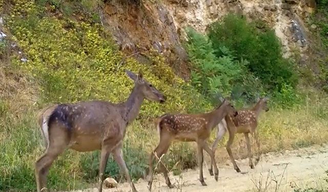 İki farklı kızılgeyik ailesi, Bursa ormanlarında