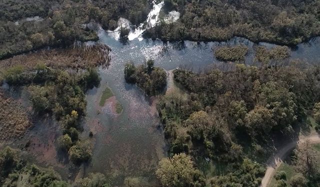 Karacabey Longozu kuruyor: 270 kuş türü tehlikede!