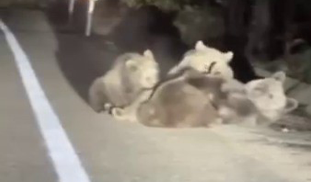 Uludağ'da vahşi doğanın en tatlı anı