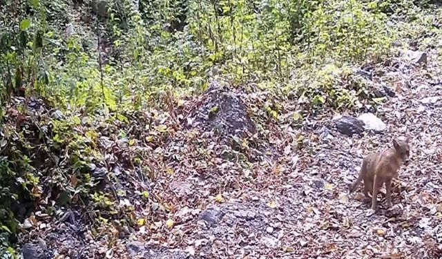 Bursa'da çakal, fotokapana yakalandı