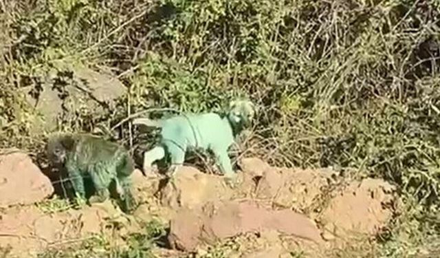 Sosyal medyadaki "renkli köpek" endişesine yanıt