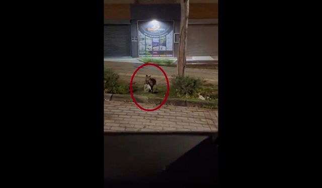 Bursa’da gece yarısı tilki, ağzında kediyle sokakta görüntülendi