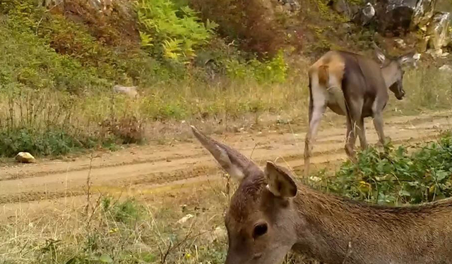 Bursa'nın kızıl geyikleri fotokapana takıldı