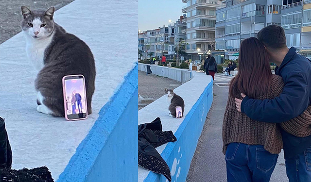 Mudanya sahilinde gülümseten anlar: Poz ver, bekle, miyavlama!