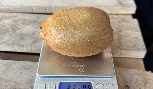 220 gramlık kiviler hayrete düşürdü