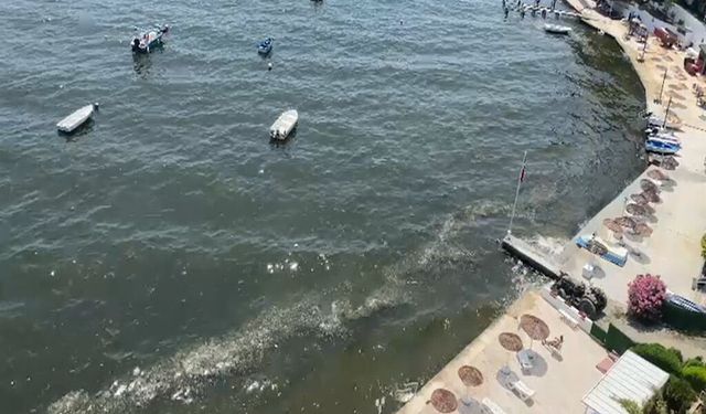 Marmara için tehlike çanları! Alg patlaması müsilajın habercisi...