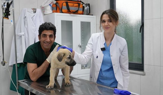 Ödüllü hayvan bakım merkezi can dostlara umut oluyor