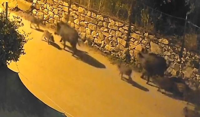 Bursa'da yaban domuzu sürücü şehir merkezine indi