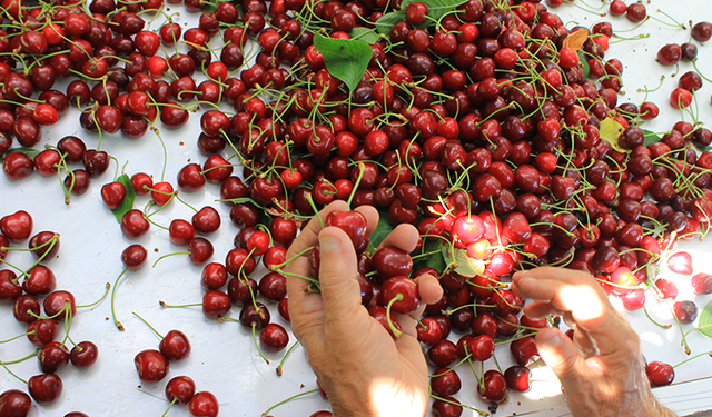 ABD ve Avrupa kirazda bu aromayı özellikle istiyor