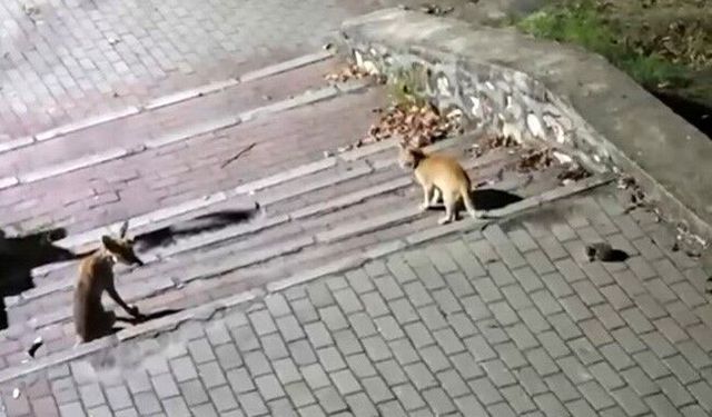 Bursa'da tilki, kedi ve kirpi buluşması