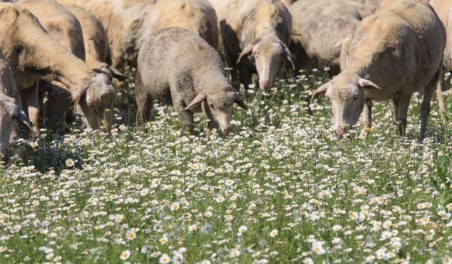 TİGEM'in 2026 karında patlama bekleniyor: 1,6 milyar liraya ulaşması tahmin ediliyor