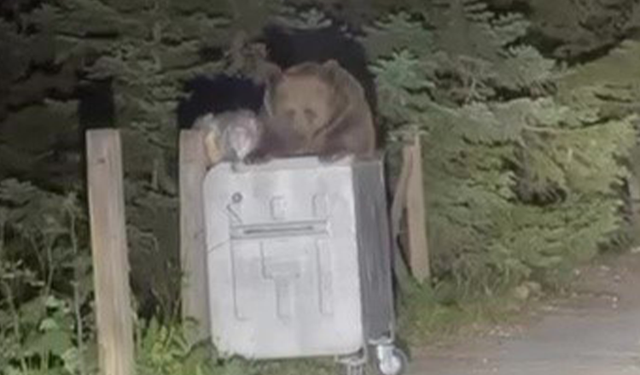 Uludağ'da aç kalan ayı çöpten yemek aradı