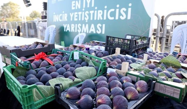 12. Akçalar Fadıllı İncir Festivali 13 Eylül’de Akçalar Göl Kıyısı’nda