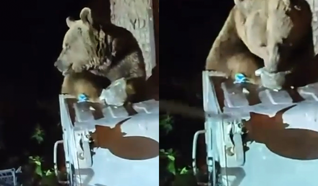 Uludağ'da aç kalan ayı yemek aradı