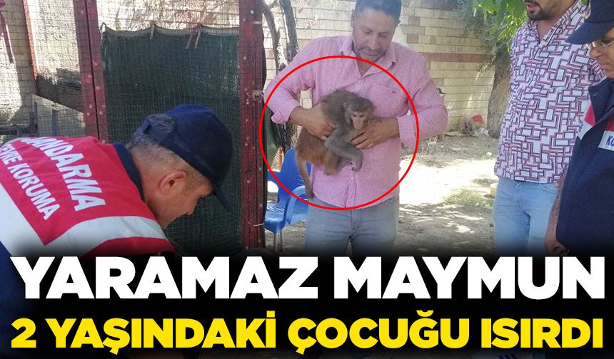 İzmir’de 2 yaşındaki çocuğun elini maymun ısırdı