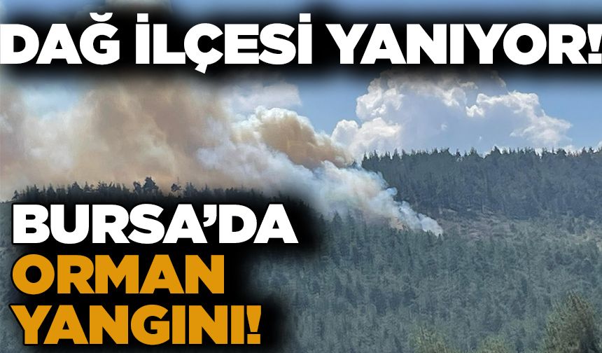 Bursa'da Orhaneli-Büyükorhan yolunda orman yangını