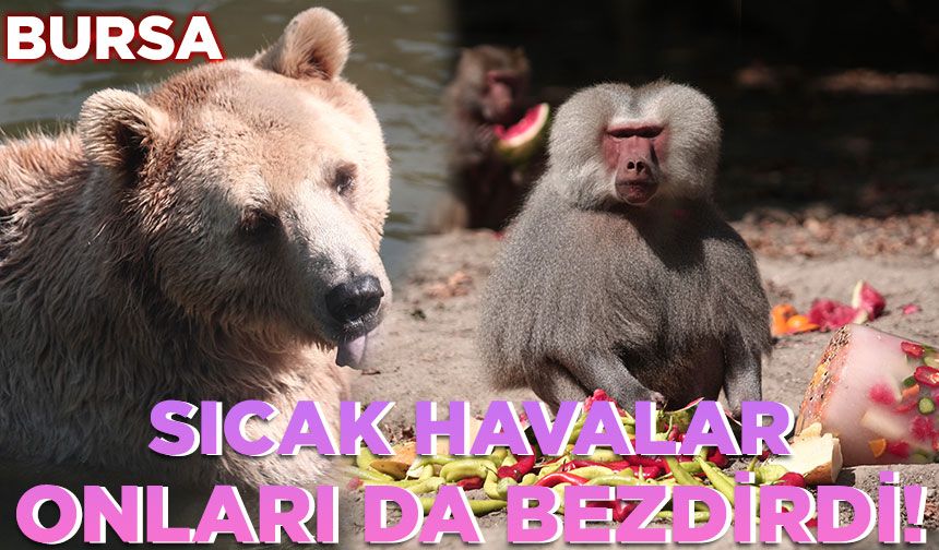 Bursa Zoopark'ta hayvanların eğlenceli anları