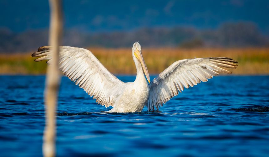 Bursa'da tepeli pelikanlardan görsel şölen