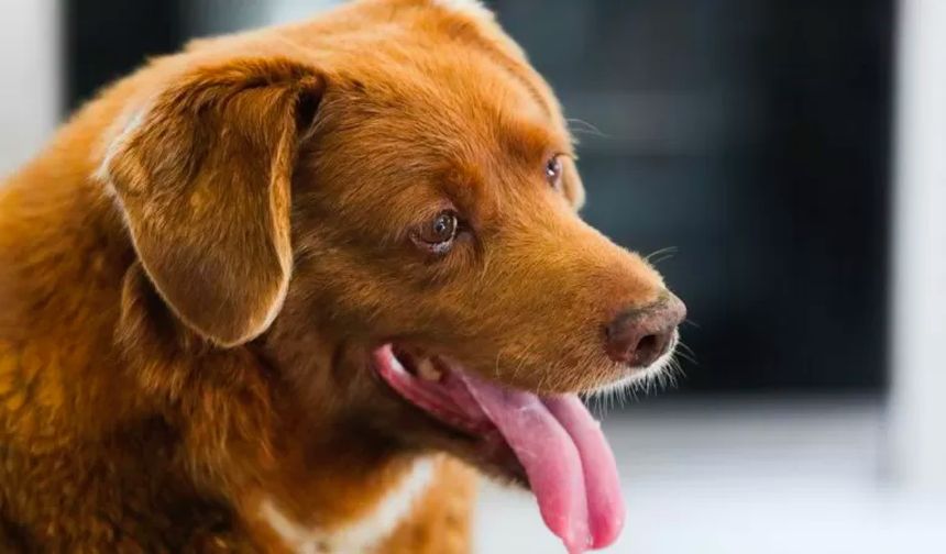 Dünyanın en yaşlı köpeği Bobi, öldü