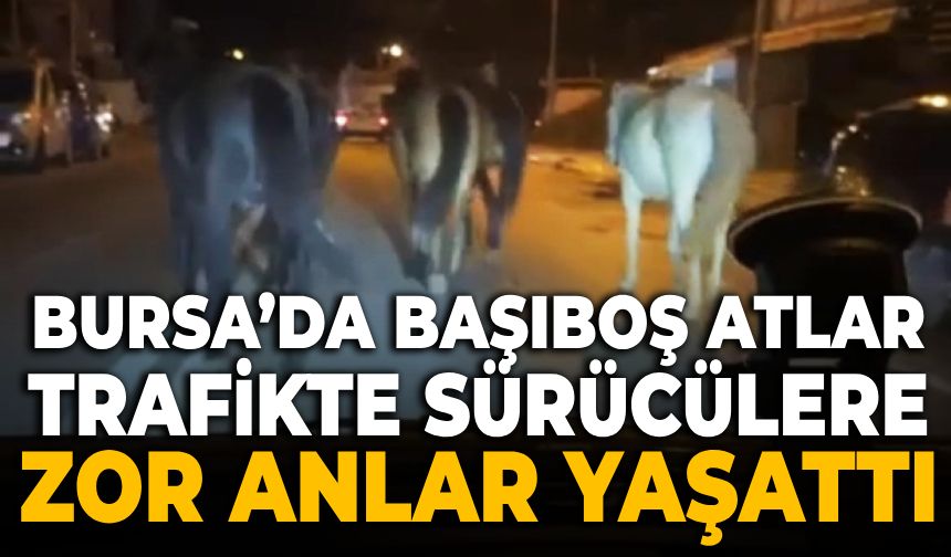 Bursa’da başıboş atlar trafikte sürücülere zor anlar yaşattı