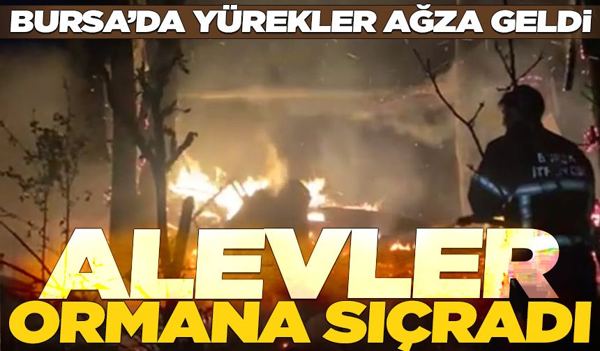 Bursa'da barakada başlayan yangın ormana sıçradı