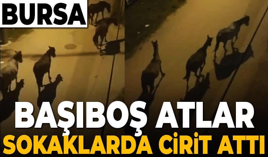 Bursa'da başıboş atlar sokak aralarında cirit attı