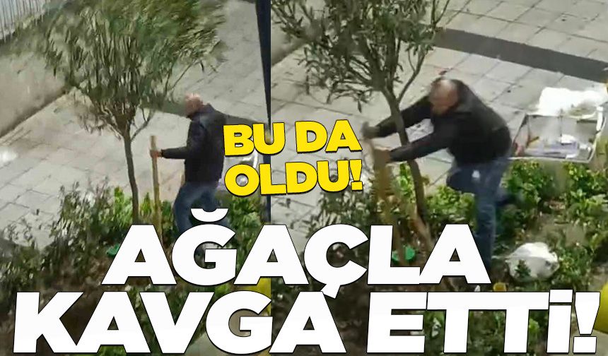 Bu da oldu! İstanbul'da bir şahıs ağaca tahtalarla saldırarak kavga etti