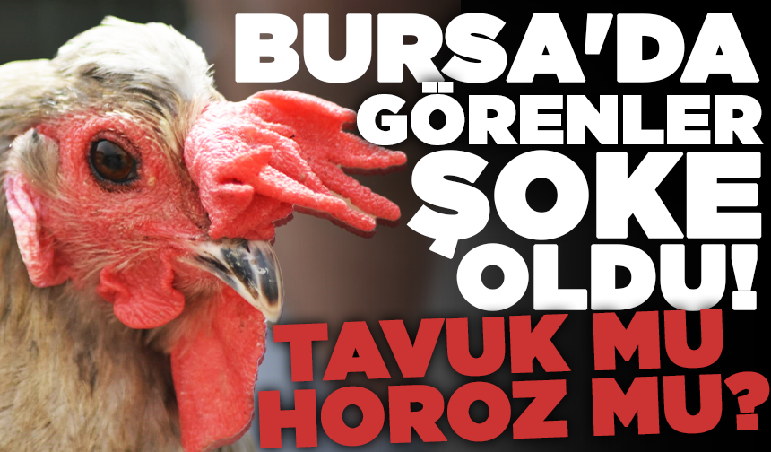 Bursa'da görenler şoke oldu! Tavuk mu horoz mu?