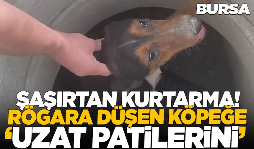 Bursa'da rögara düşen köpeği ‘Uzat patilerini’ diyerek kurtardı