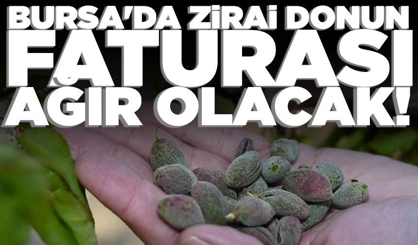 Bursa'da zirai donun faturası ağır olacak