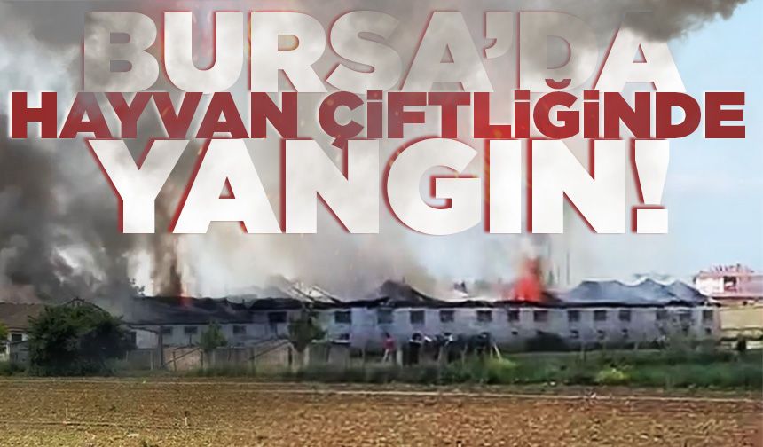 Bursa'da hayvan çiftliğinde büyük yangın çıktı