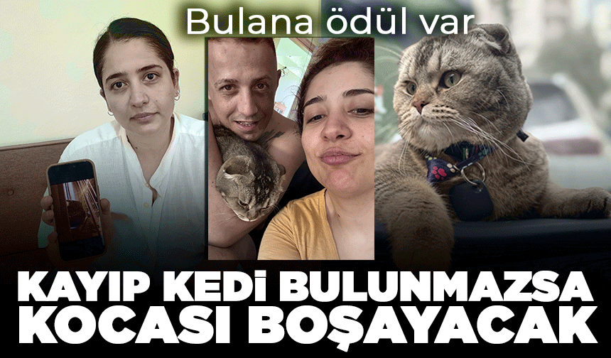 Kayıp kedi bulunmazsa kocası boşayacak