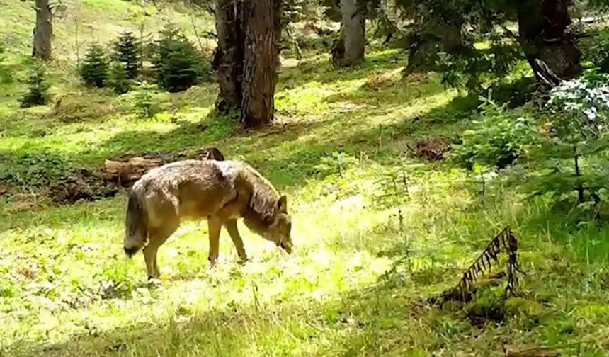 Bursa'da nesli tükenmekte olan Bozkurt, görüntülendi
