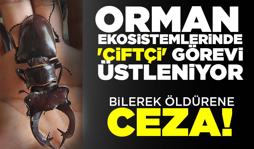 Parmak büyüklüğünde geyik böceği görüldü: Bilerek öldürene ceza!