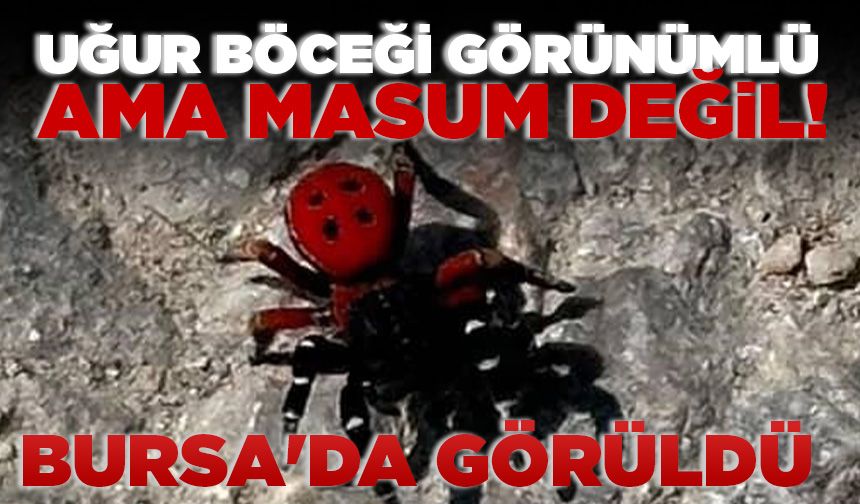 Bursa'da görüldü: Uğur böceği görünümlü ama masum değil
